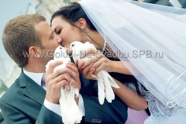 Фото 568670 в коллекции www.Golubi-Na-Svadbu.SPB.ru - голуби на свадьбу - Голуби на свадьбу в Санкт-Петербурге