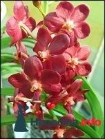 Фото 228379 в коллекции Мои фотографии - Darly