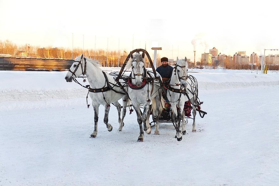 Свадьба на санях. Свадебные сани. Зима Мороз лошадь запряженная в сани и собака рядом. Тройка лошадей купить
