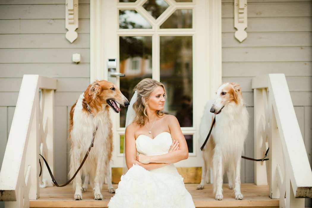 Невеста сидит на ступеньках, рядом на крыльце стоят две собачки породы Collie. - фото 2039430 Студия свадеб и декора "Мариаж"
