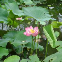 Лотосы в парке Уэно (Токио)