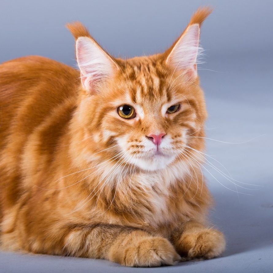 Фото 5410165 в коллекции Съемка животных - Михаил Панфилов - Фотостудия "2 кадра"