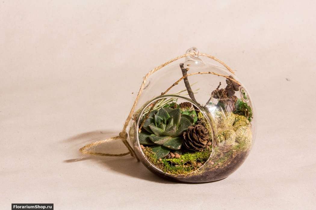 Подвесной шар 12 см «Лес» с суккулентами


#34 - фото 9876080 Мастерская флорариумов Юлии Шумилкиной
