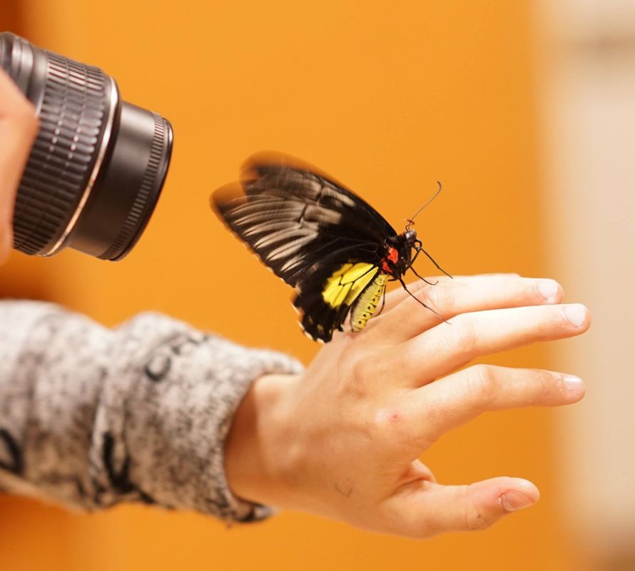 Фото 10875452 в коллекции Наши бабочки - Магазин Живых Бабочек "Миндо"
