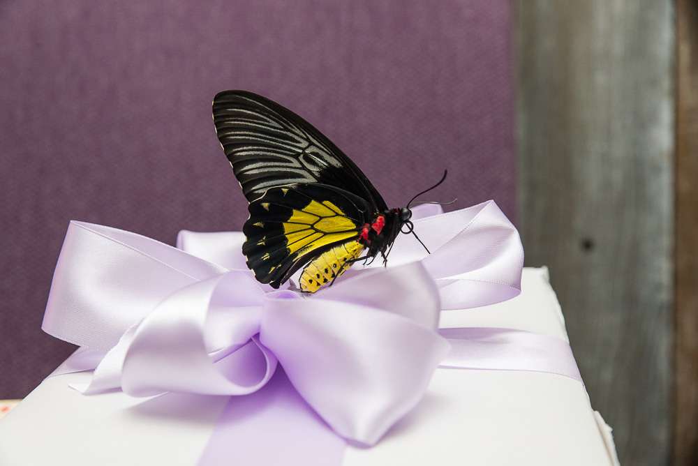 Фото 10875486 в коллекции Наши бабочки - Магазин Живых Бабочек "Миндо"