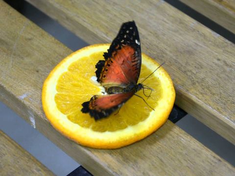 Бабочка Книжечка для салюта из 15 бабочек