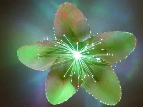 Светящаяся плюмерия зеленая. Светящийся цветок